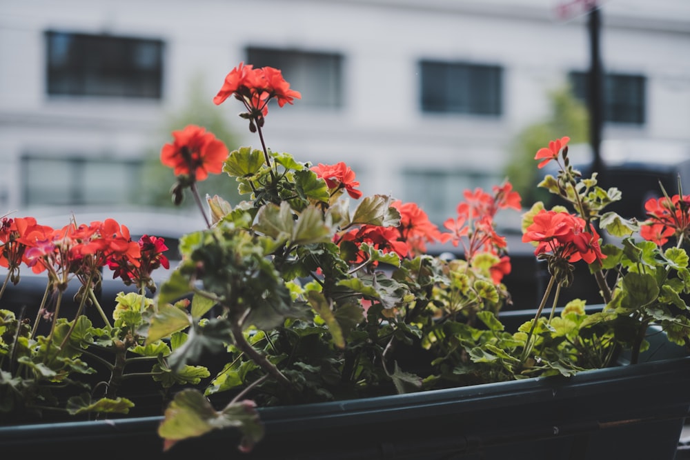 red flowers with green leaves