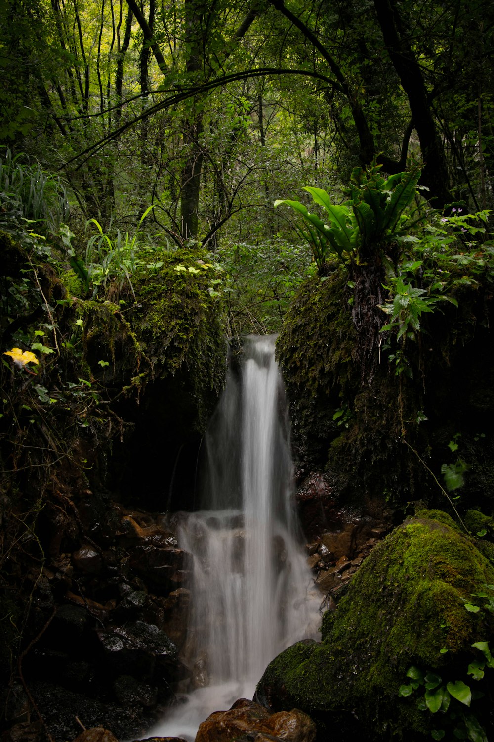 waterfalls in the middle of the forest