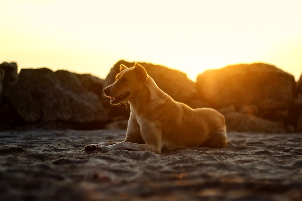 yellow labrador retriever puppy on brown rock during daytime