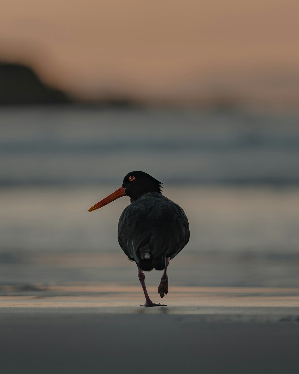 uccello nero sulla riva durante il giorno