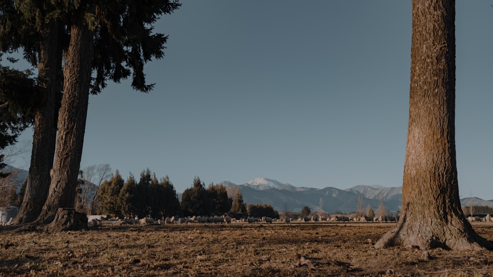 green trees on brown field during daytime