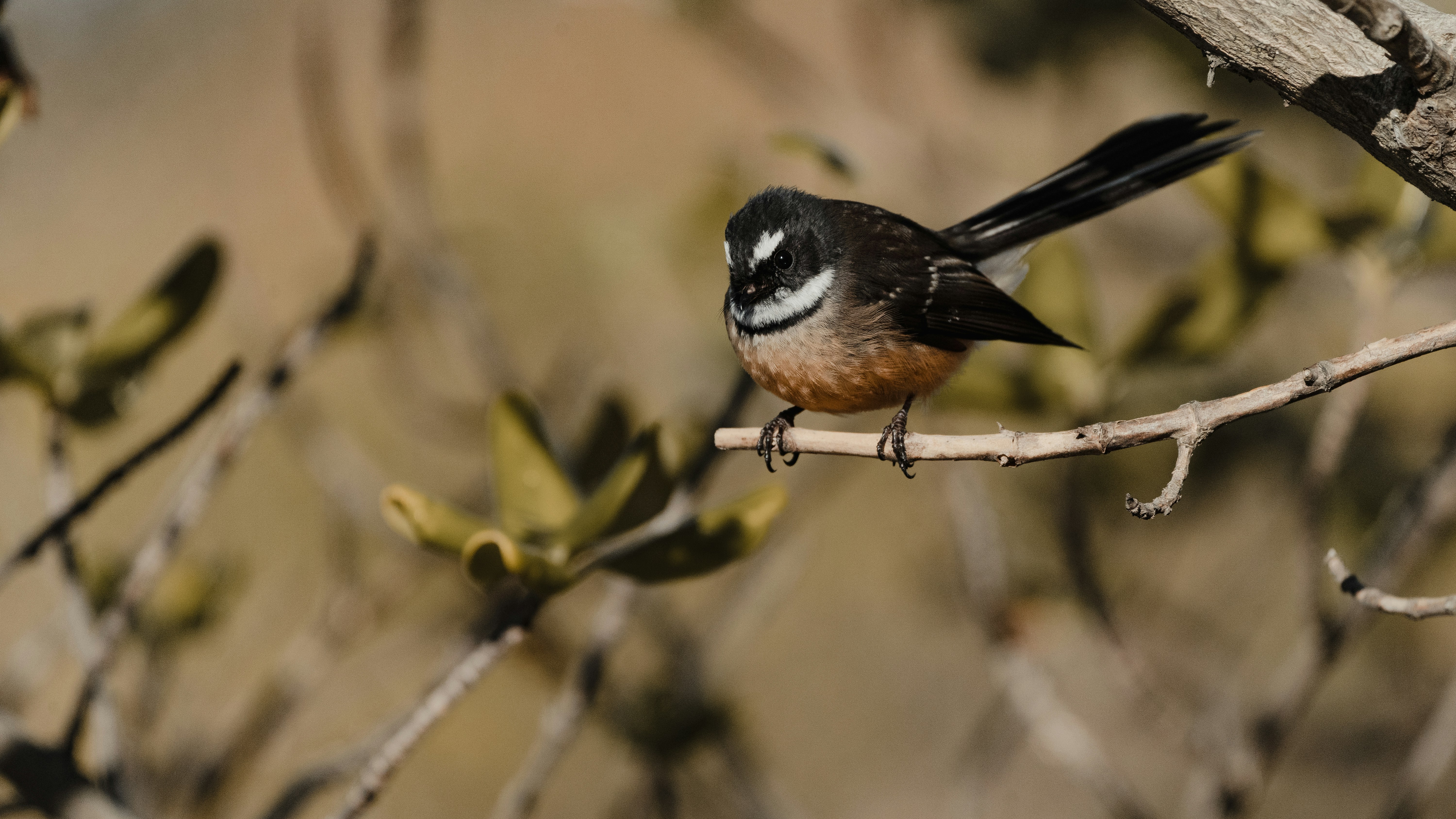 9 Ways to Welcome Native Birds to Your Backyard Environment