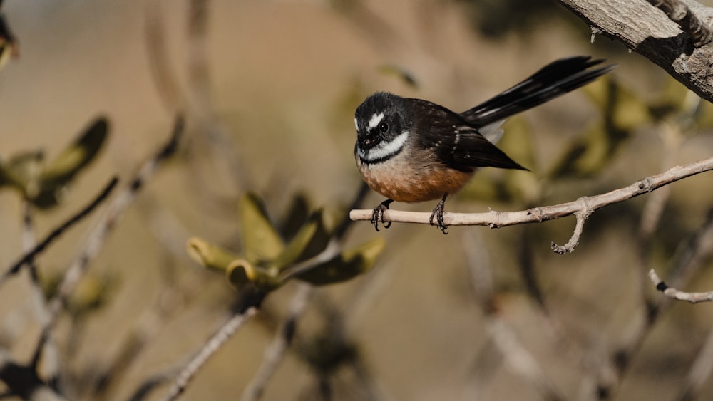 black and brown bird on tree branch