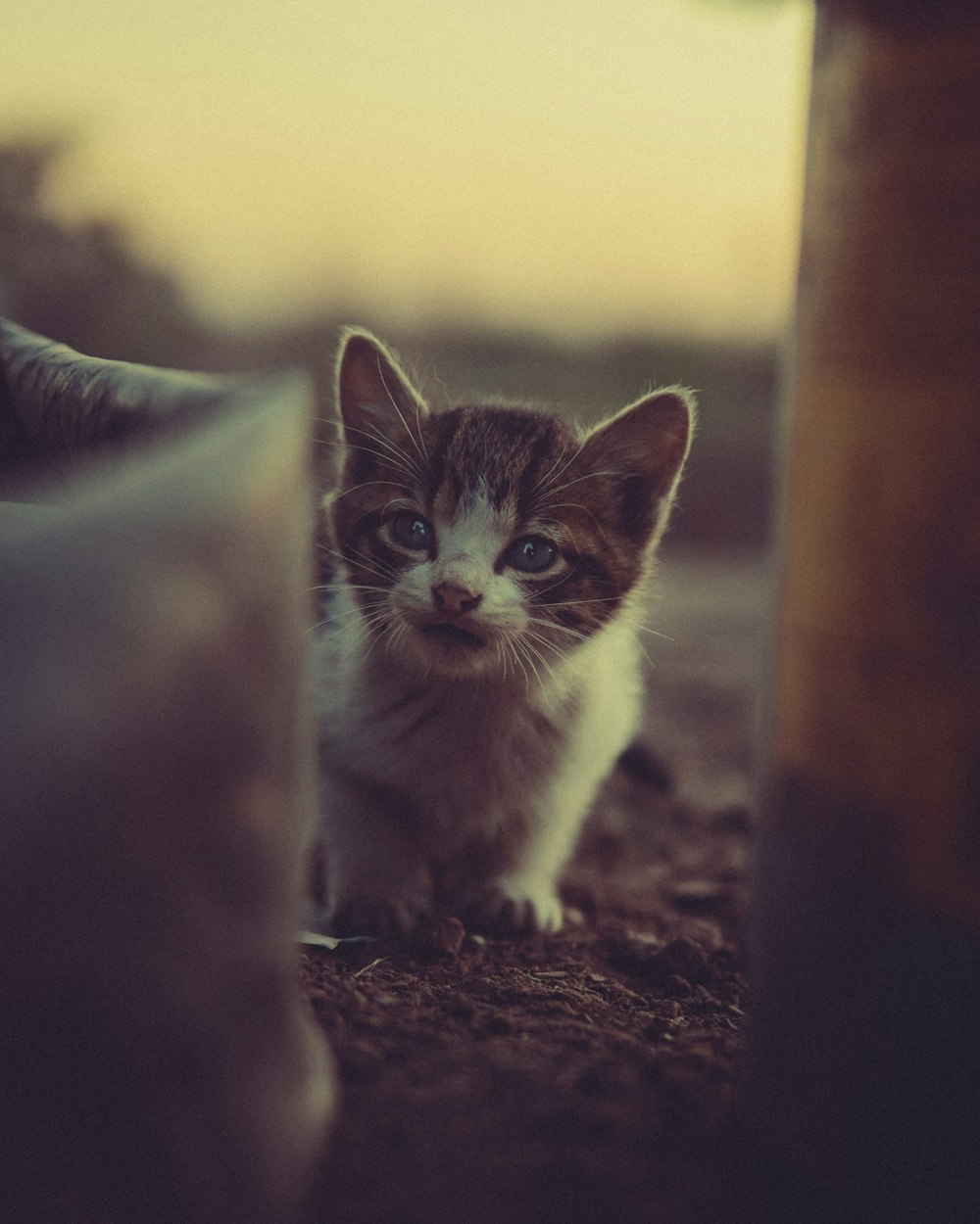 white and black cat on brown ground