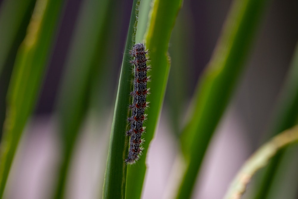 green caterpillar on green leaf