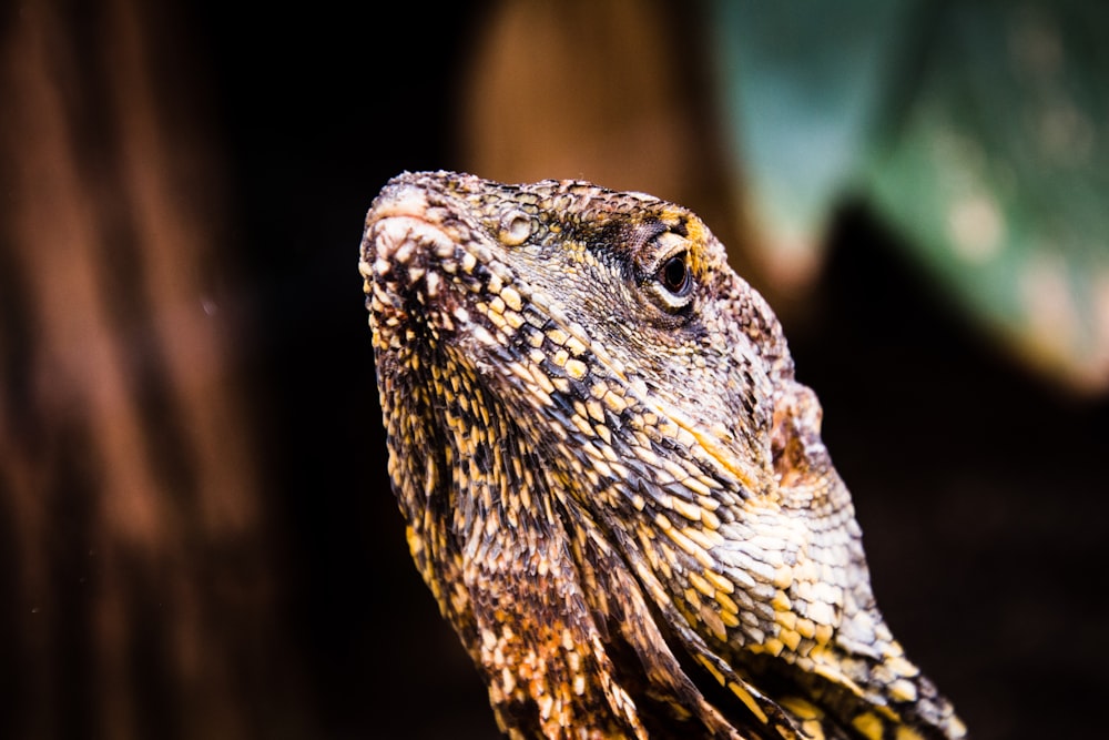 brown and black bearded dragon