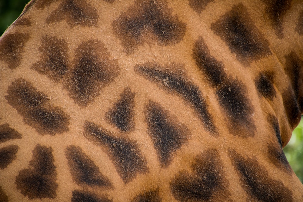 brown and black leopard textile