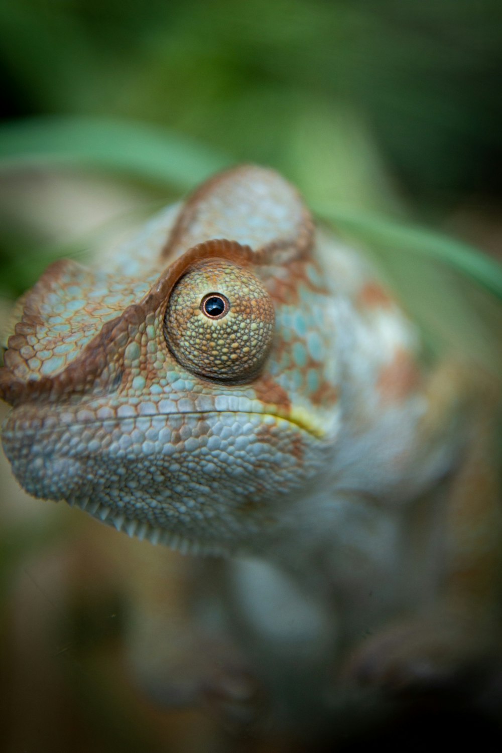 brown and green chameleon on green stem