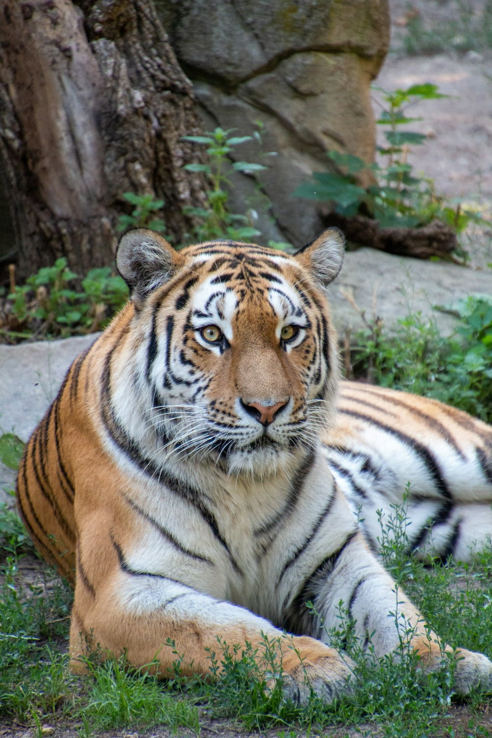 tiger lying on gray concrete floor during daytime