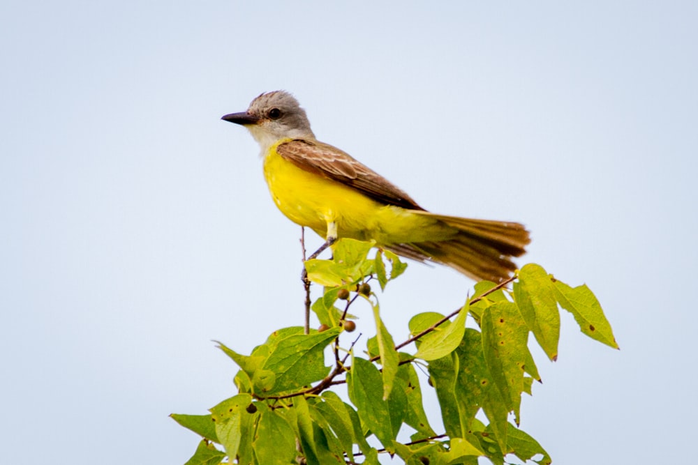 yellow and black bird on green plant