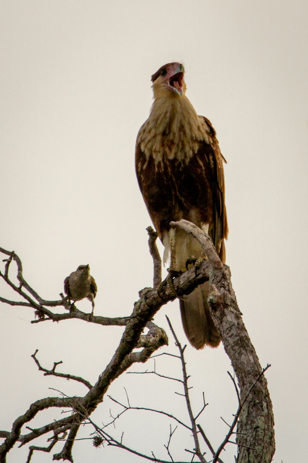 brown and white bird on tree branch