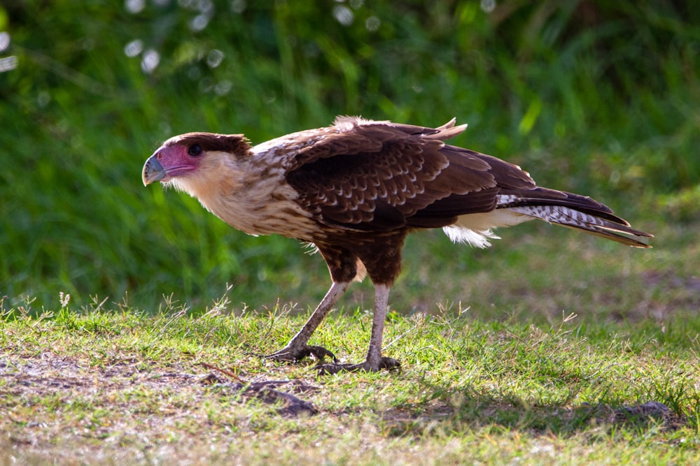 brown and white eagle on green grass during daytime