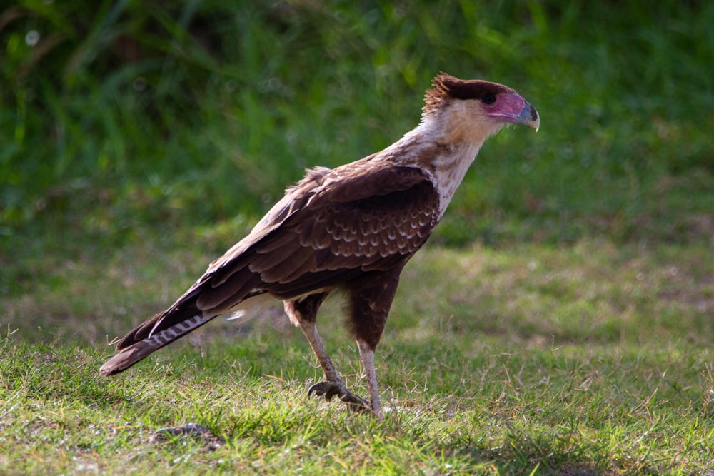 brown and white eagle on green grass during daytime