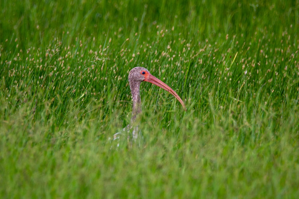 Uccello dal becco lungo marrone sul campo di erba verde durante il giorno