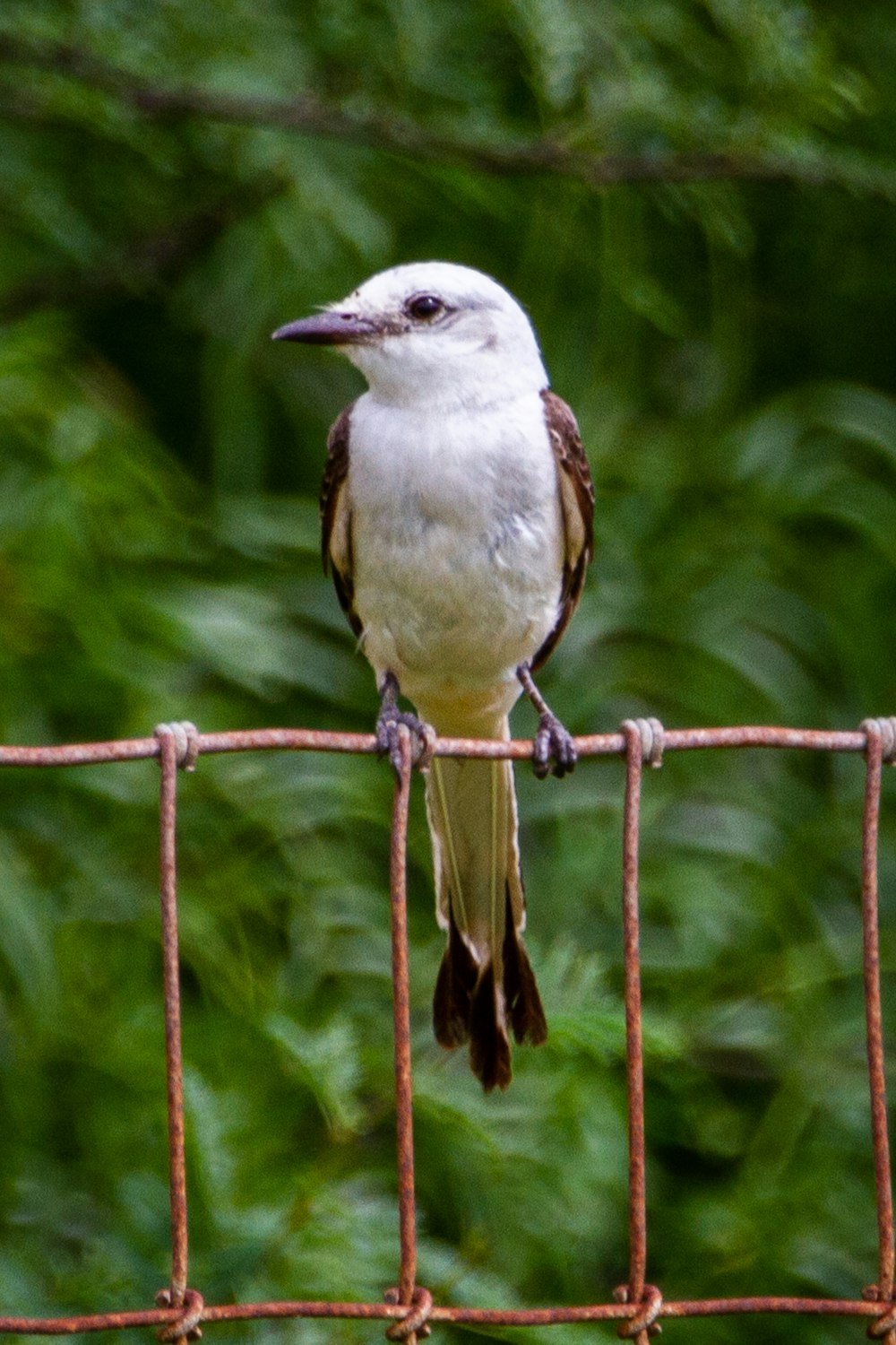 white and brown bird on brown wooden stick