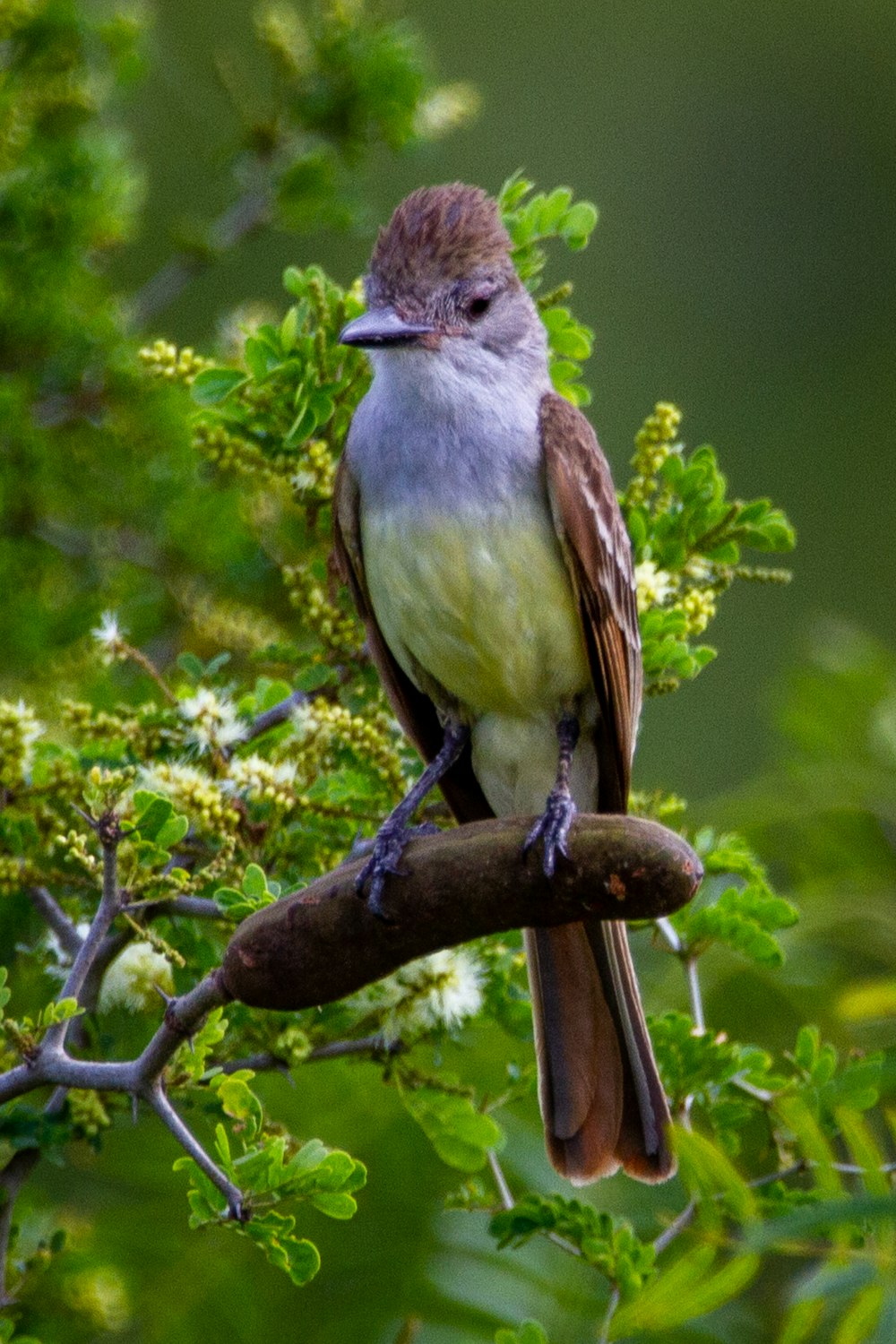Uccello marrone e grigio sul ramo marrone dell'albero