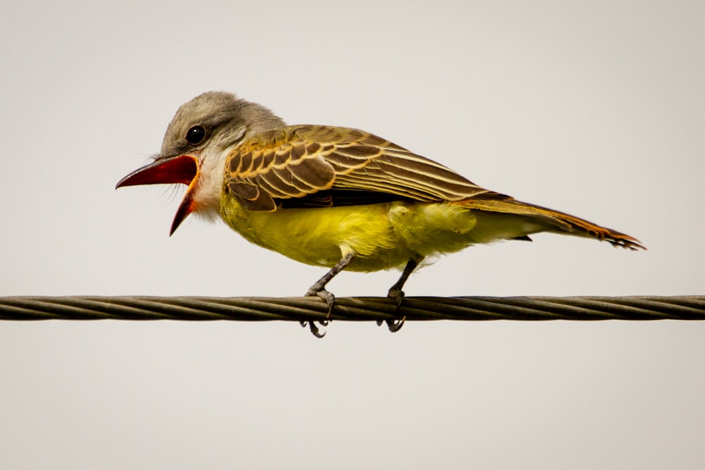 brown and yellow bird on brown wooden stick