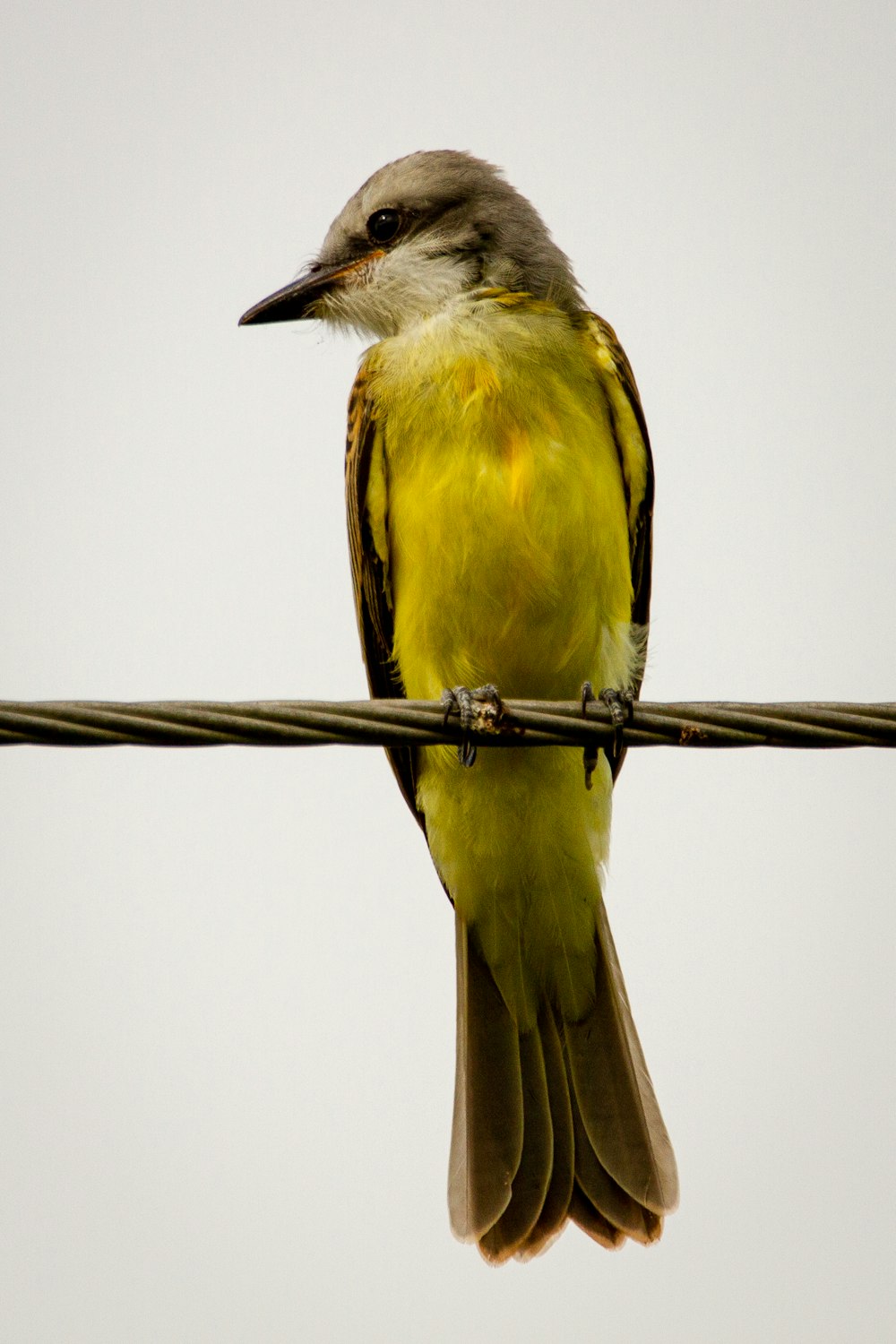 yellow and black bird on brown stick