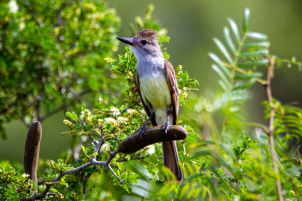 brown and white bird on tree branch during daytime