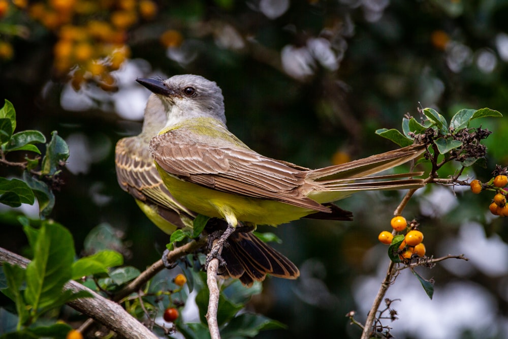 brown and green bird on tree branch