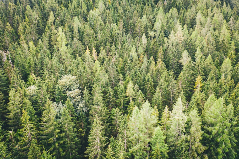 green pine trees during daytime