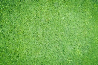 A lush green lawn showcasing various types of natural grass.