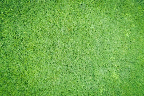 A lush green lawn showcasing various types of natural grass.