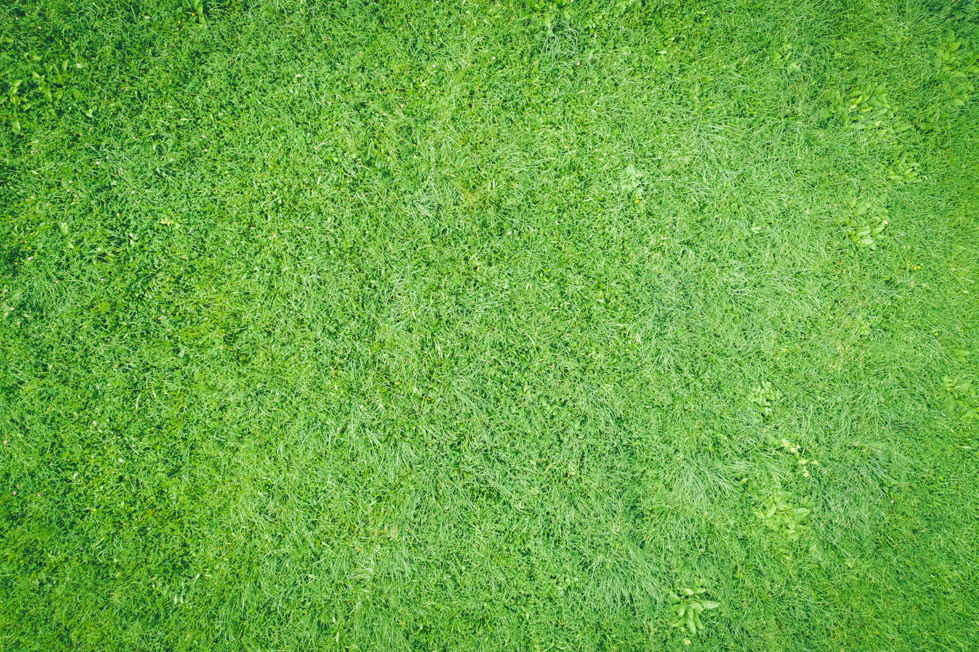 green grass field during daytime
