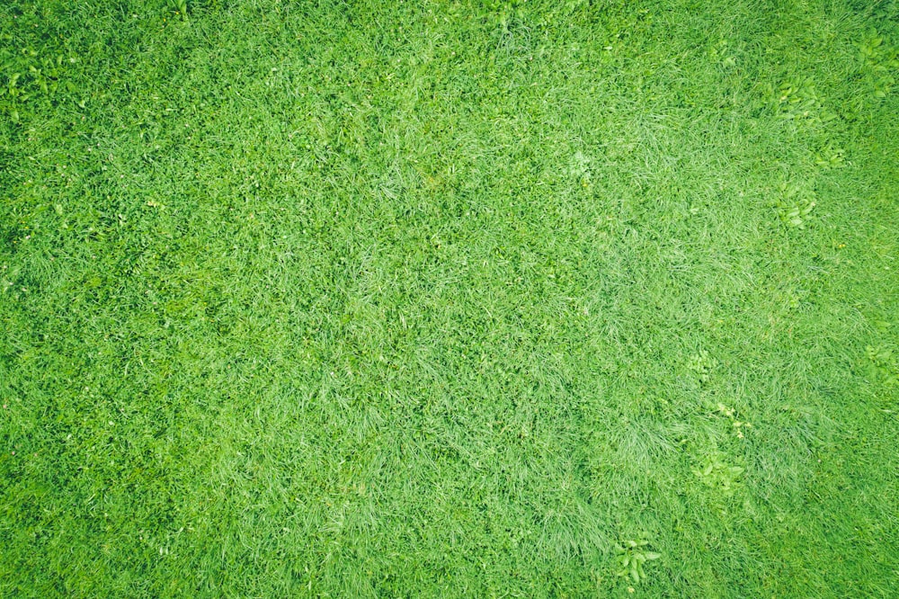 green grass field during daytime