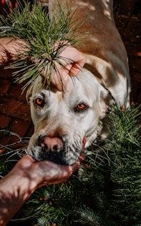 A close-up view of a light-colored dog being gently held by a hand amidst green pine branches. The dog's eyes are looking attentively forward, and its face rests comfortably in the palm. Sunlight casts soft shadows through the foliage, creating a serene atmosphere.