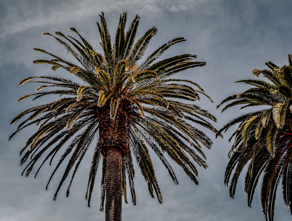 palmera verde bajo el cielo nublado