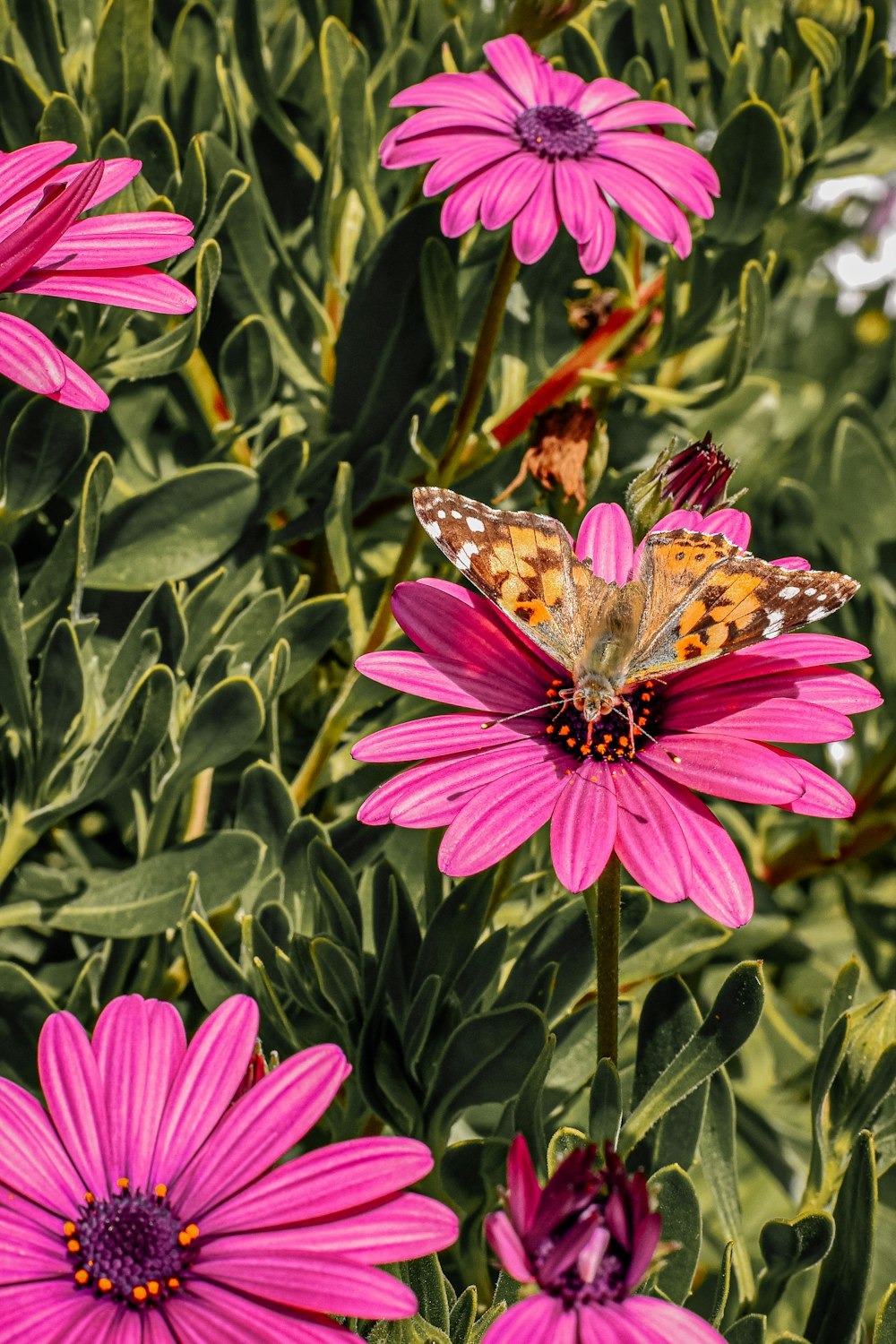 brown butterfly on pink flower during daytime