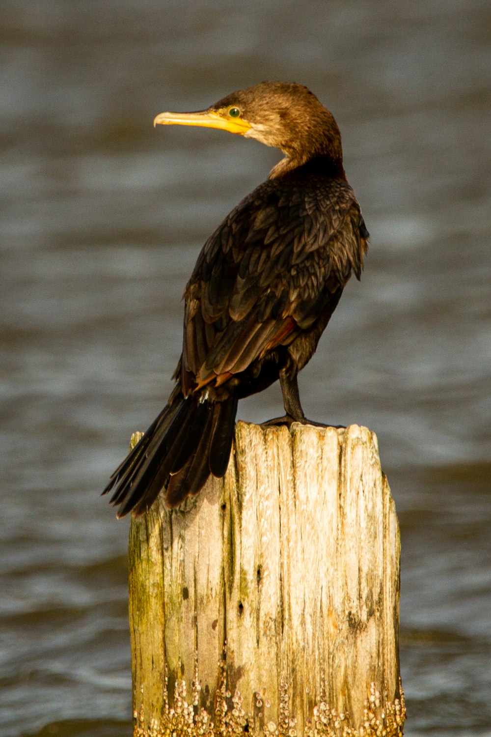 Brauner Vogel auf braunem Holzpfosten