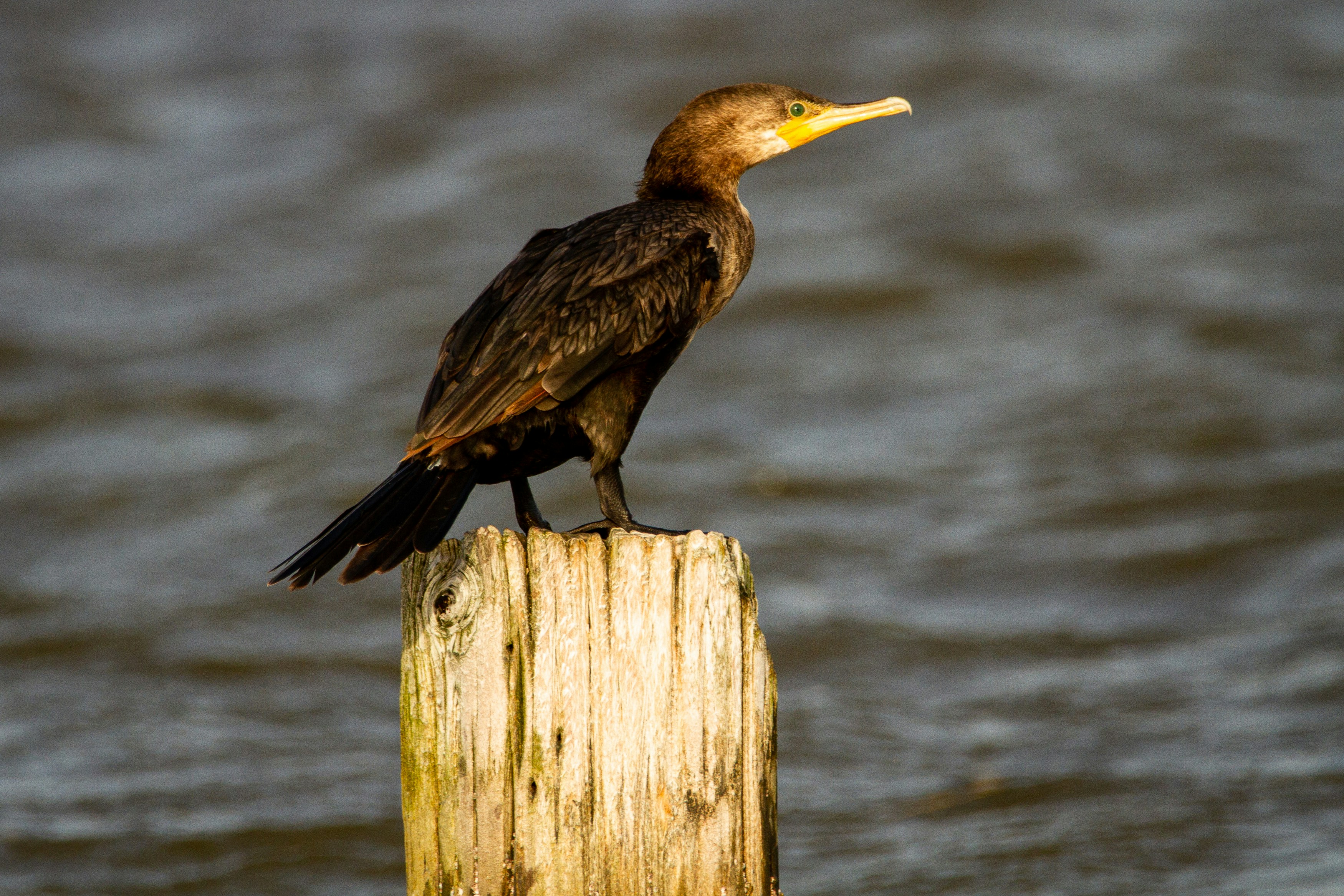 A juvenile neotropic cormorant perches on a post.