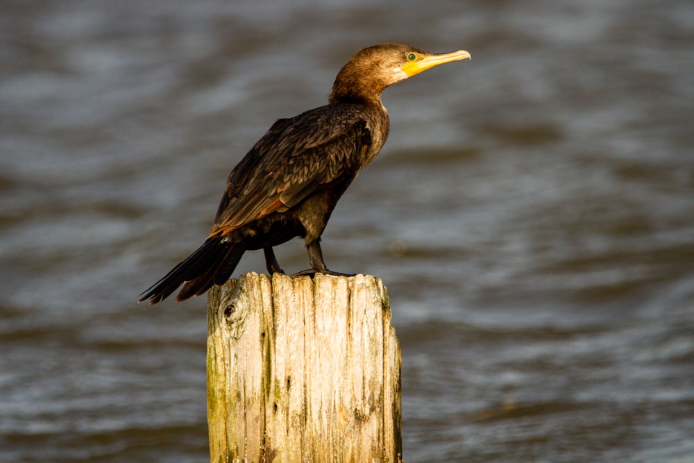 brown and black bird on brown wooden post