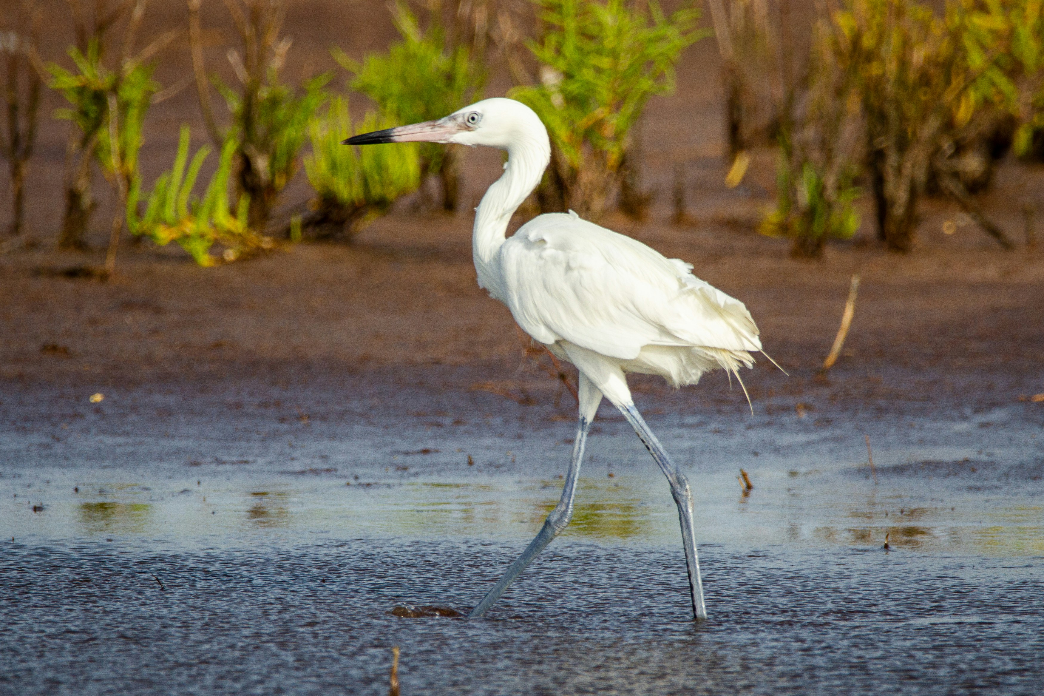 A reddish egret white more walks through the mud along the shore.