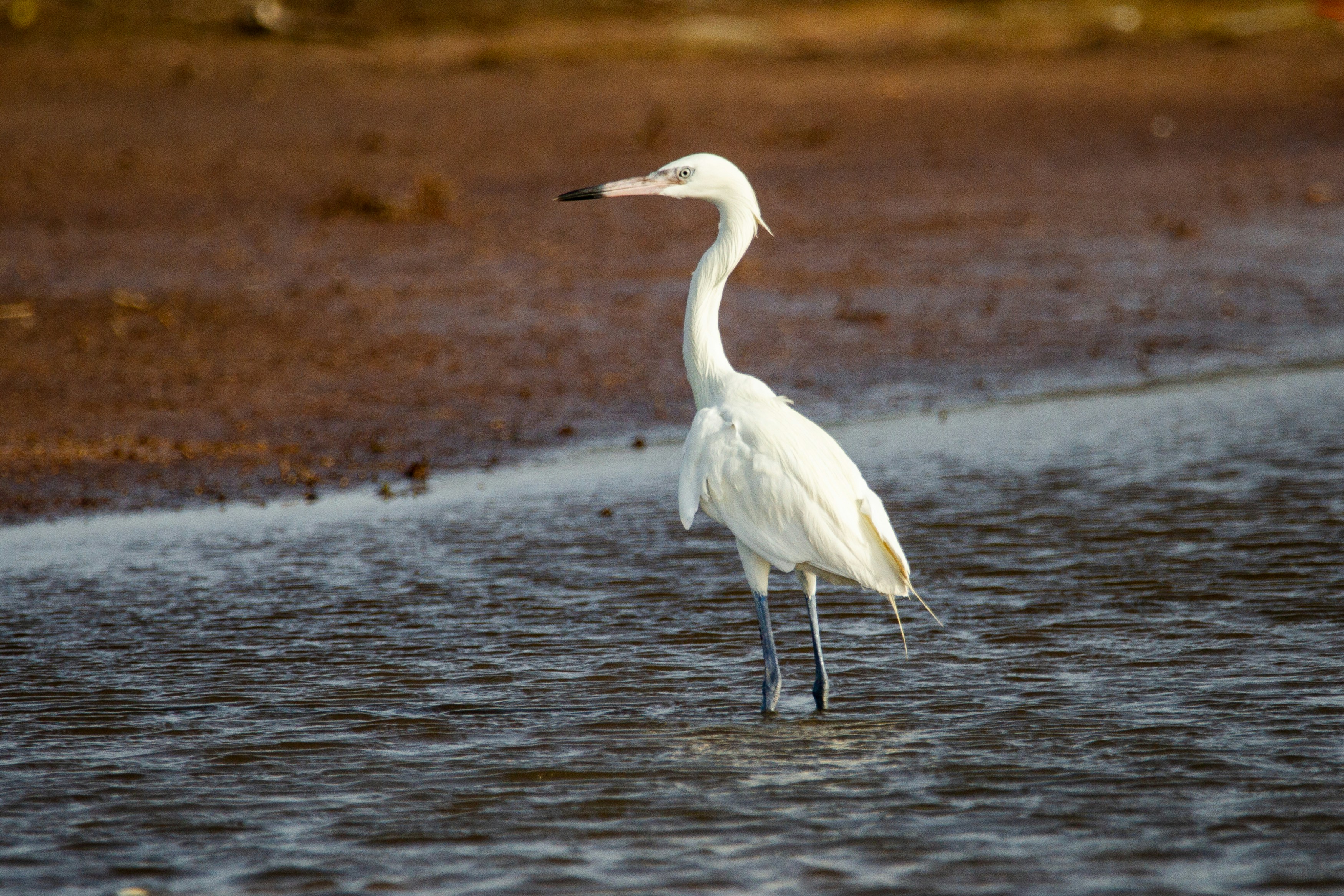 A reddish egret white morph wades in the water.