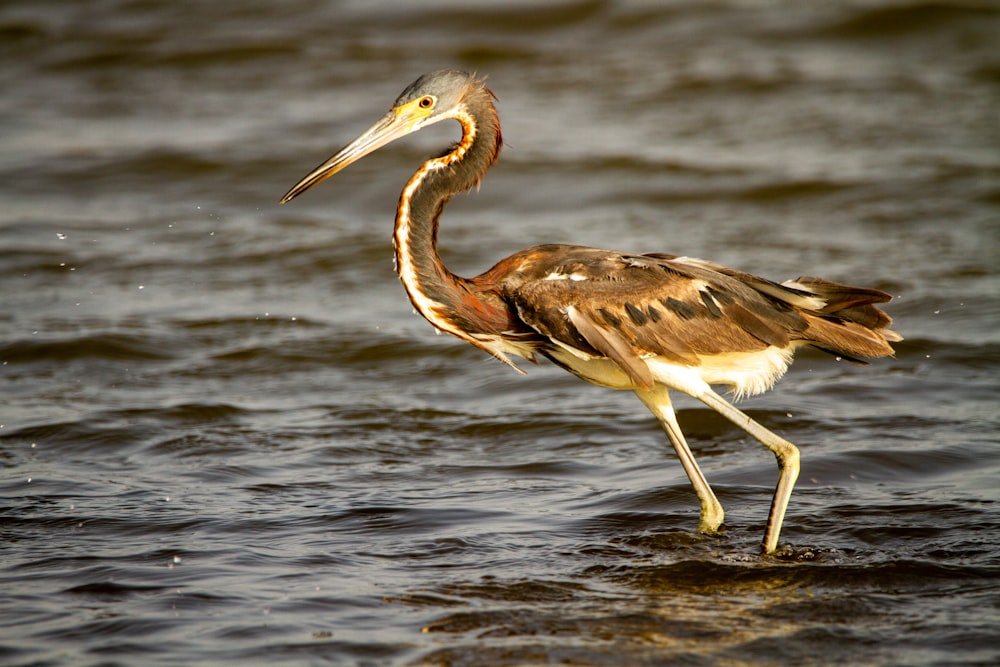 brown and black long beak bird on white wooden stand on water during daytime