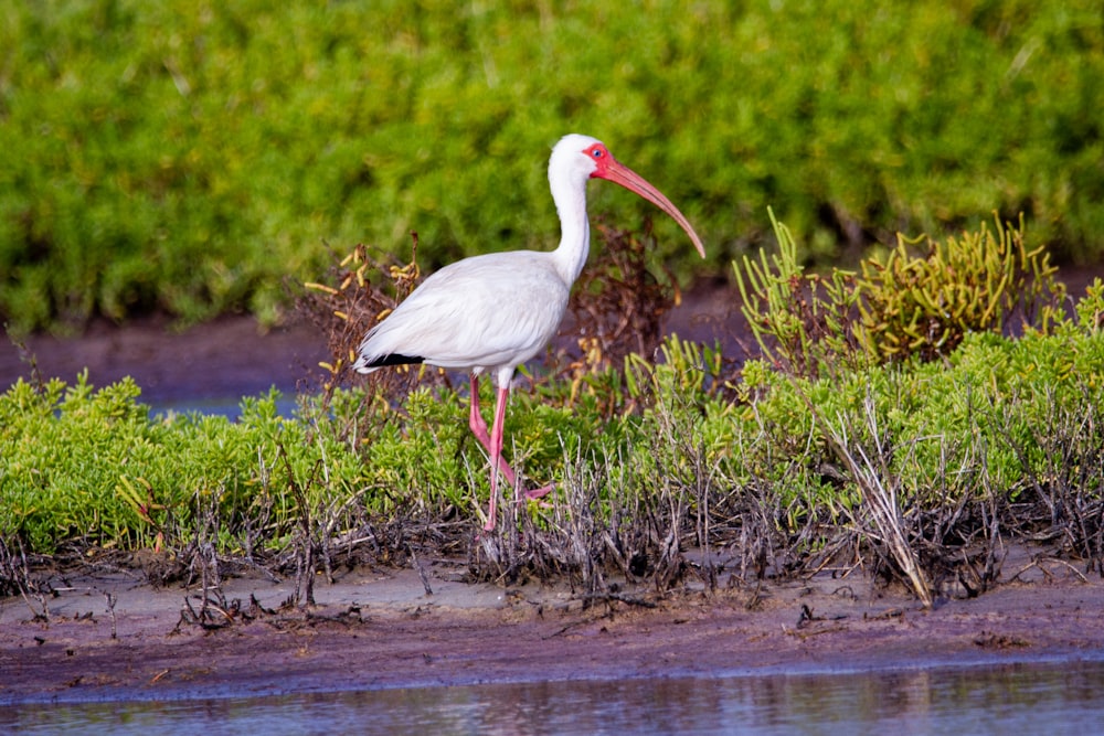 white stork on water during daytime