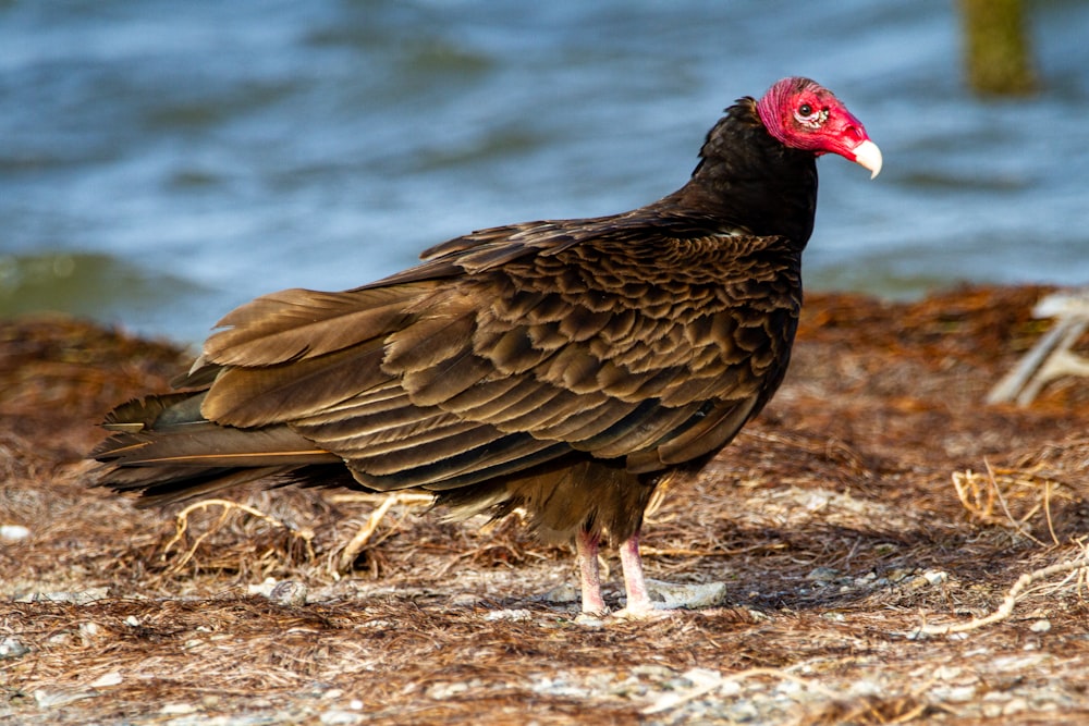 brown and white bird on brown grass during daytime