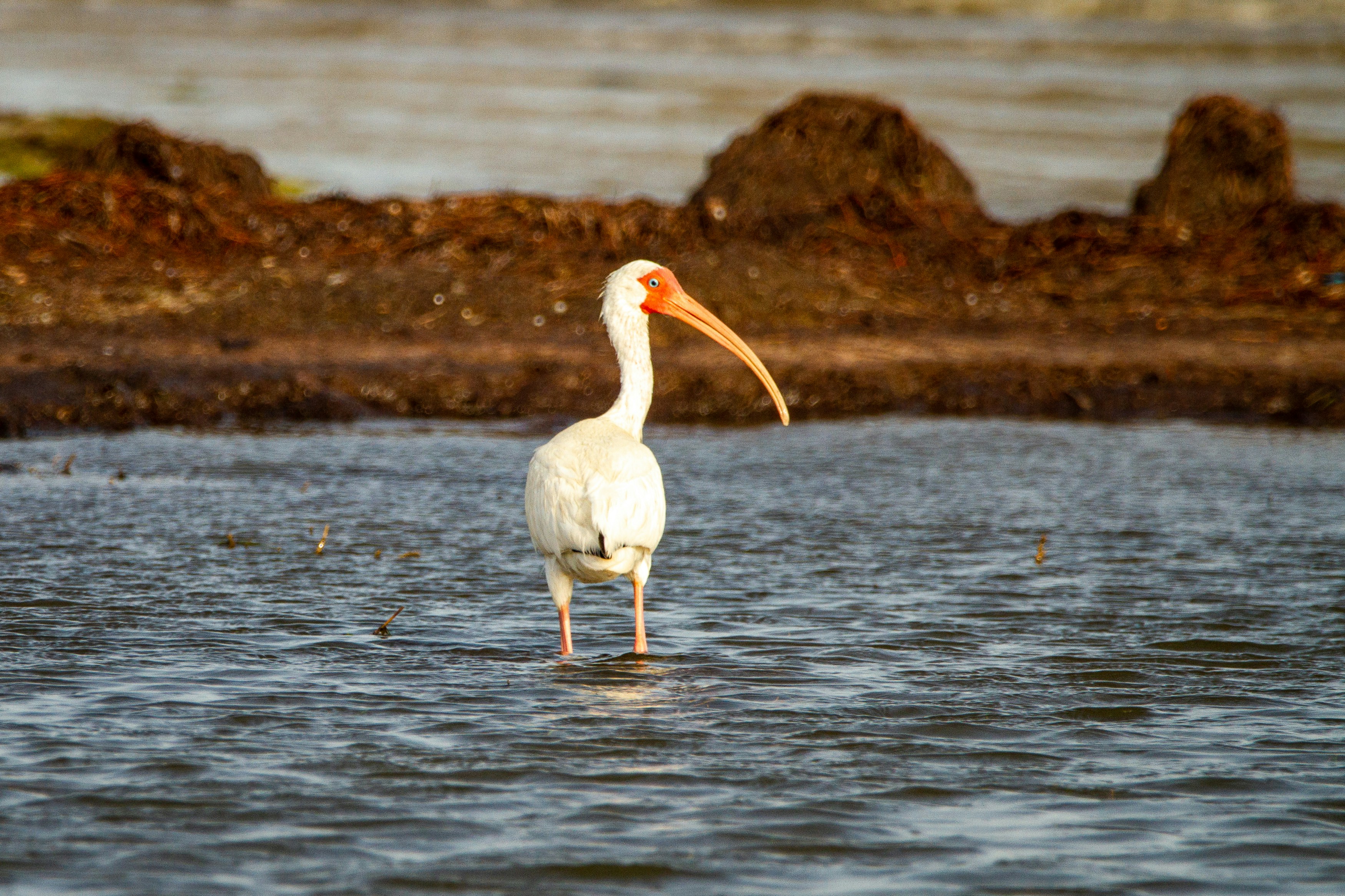 A white ibis wades in the water.