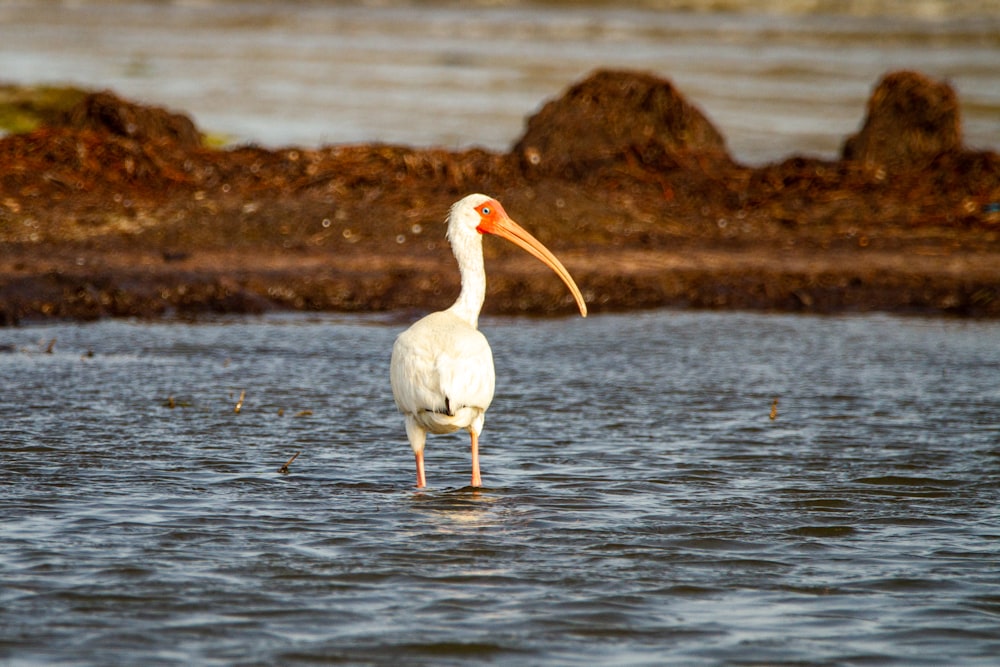 white swan on body of water during daytime