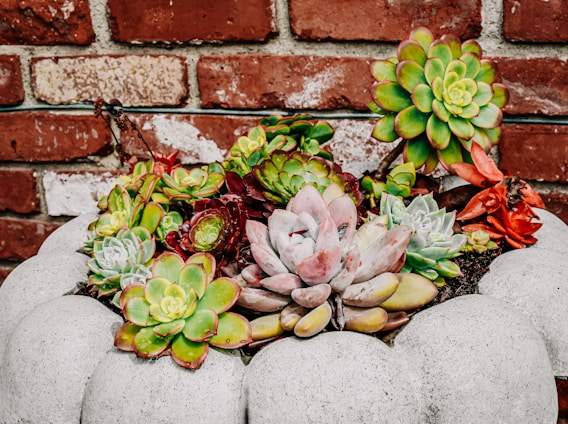 A collection of various succulents arranged in a concrete planter, set against a background of rustic red brick. The succulents display a range of colors, including green, red, pink, and yellow, with unique shapes and textures.