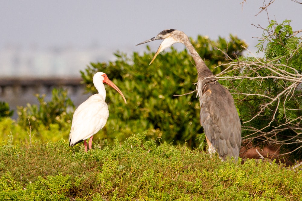 white stork flying during daytime