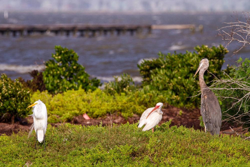 낮 동안 수역 근처의 푸른 잔디밭에 있는 흰 새들