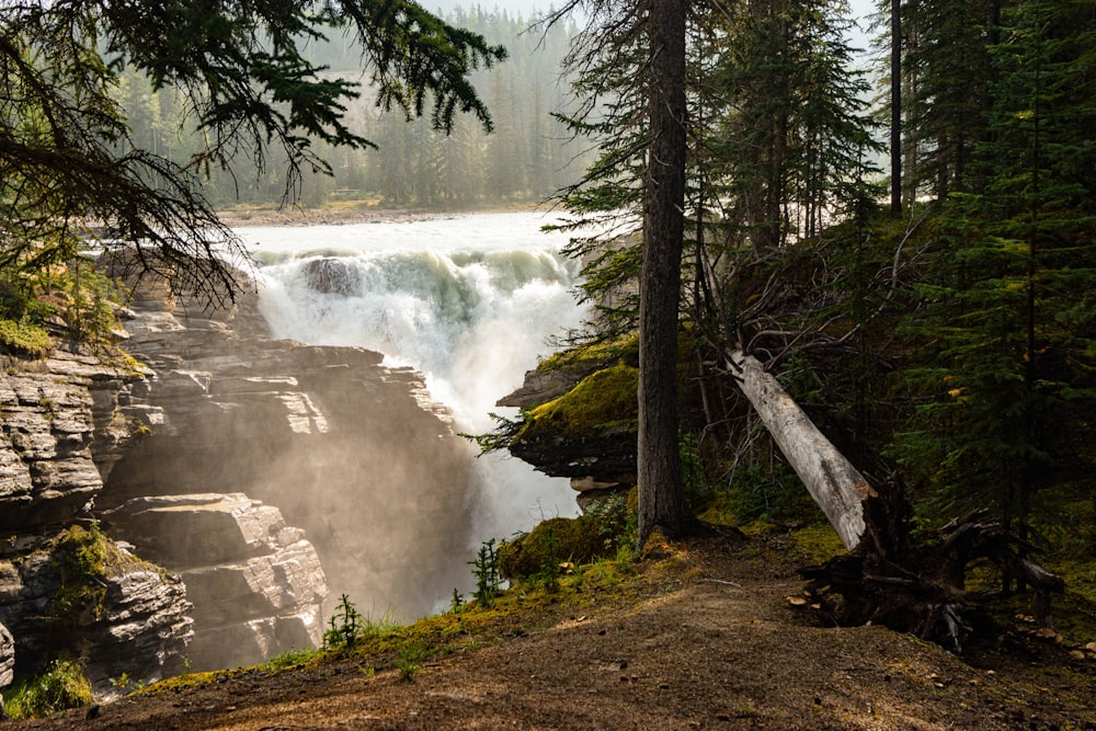 green trees near waterfalls during daytime