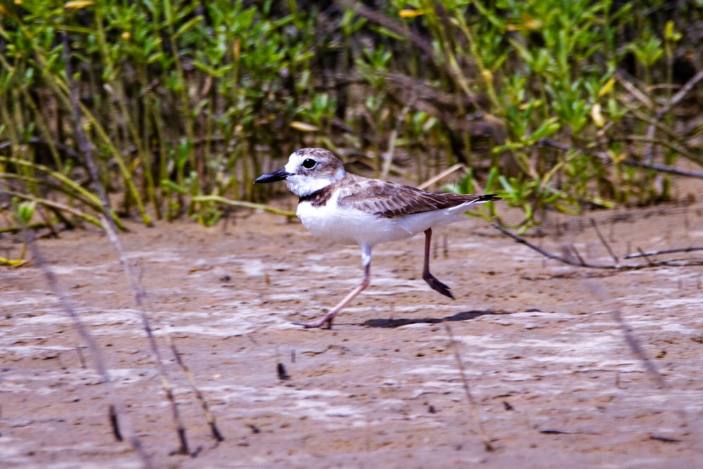 white and brown bird on brown sand during daytime