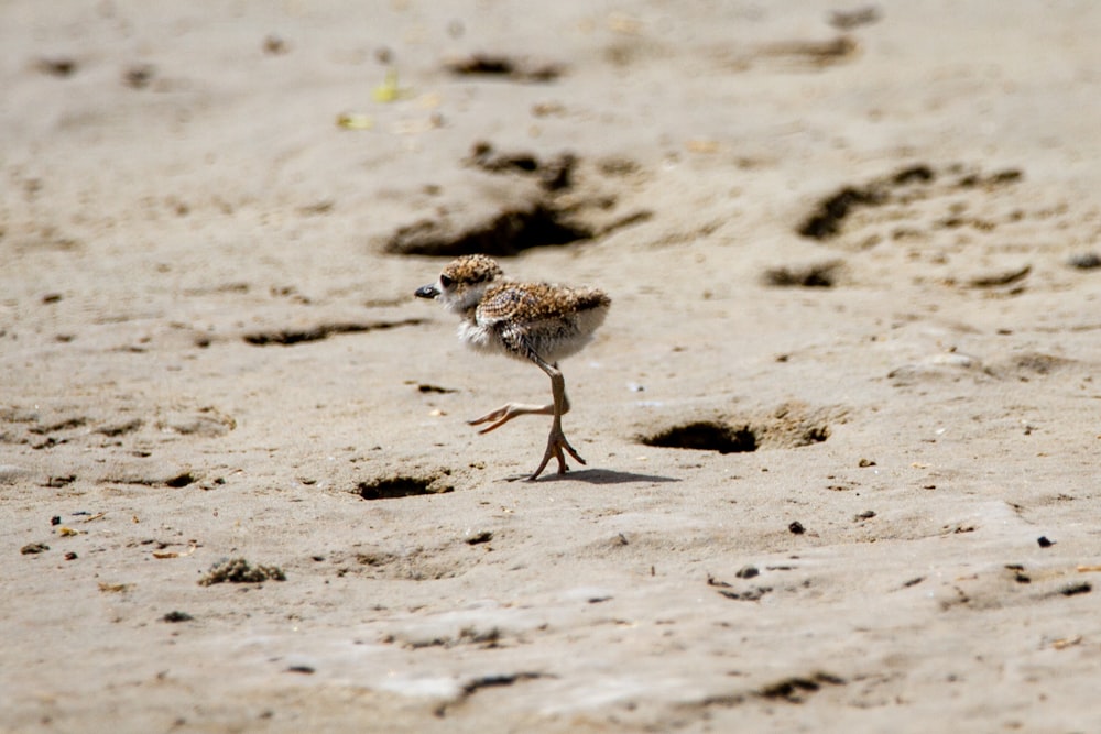 white and brown bird on brown sand during daytime