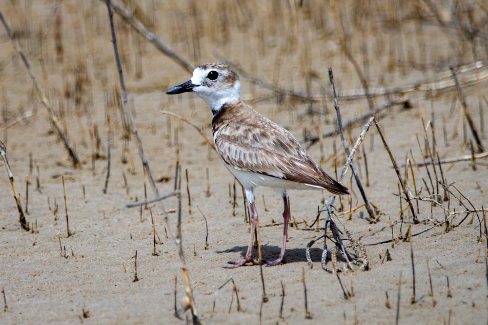 weißer und brauner Vogel tagsüber auf braunem Gras