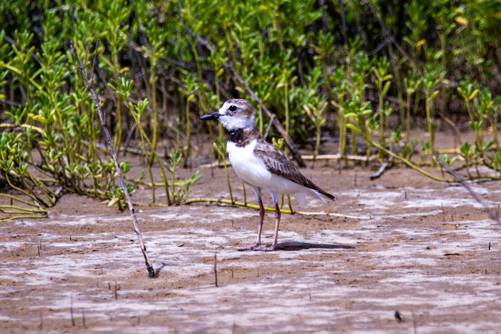 white and brown bird on brown wooden surface during daytime